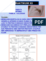 PRAKTIKUM XII NYAMUK FK