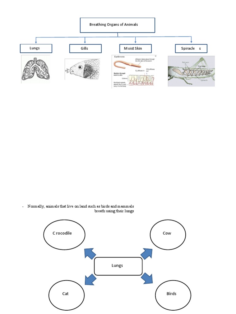 Animals Breathing Organs PDF