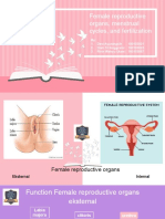 Female reproductive organs, menstrual cycles, and fertilization explained