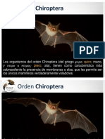 01 Orden Chiroptera (1).pdf
