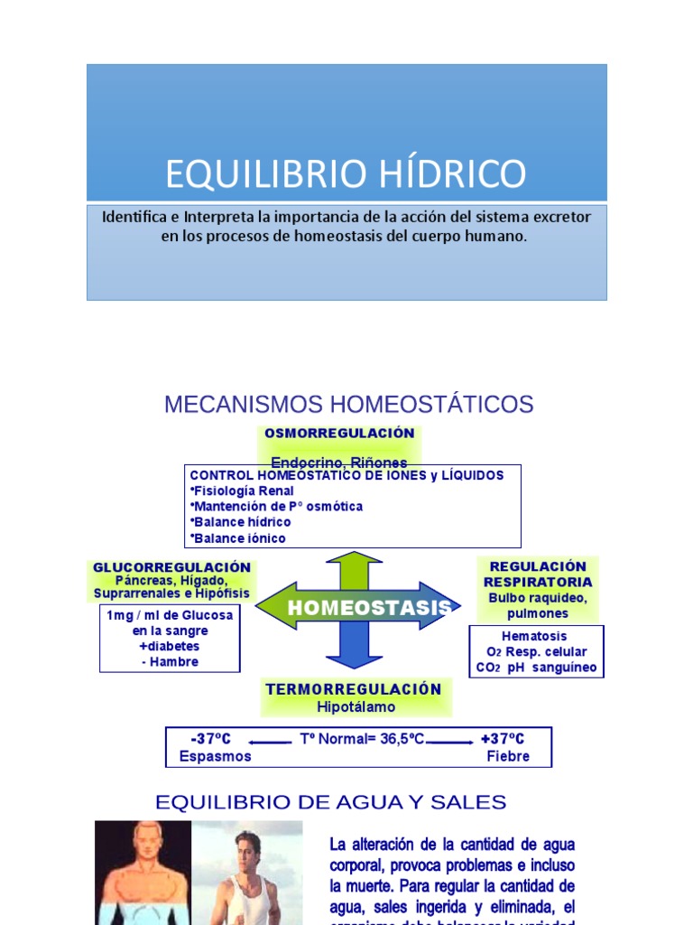 Regulación del Equilibrio Hídrico en el Cuerpo | PDF | Homeostasis | Sangre