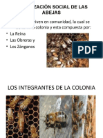 Organización Social de Las Abejas