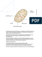 AB Mitochondrien Lösungen.docx