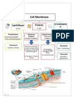 Cell Membrane: Lipid Bilayer Proteins