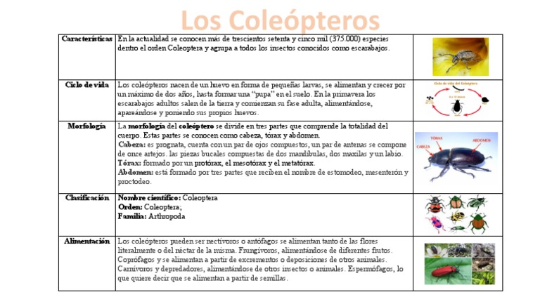 Los coleópteros: características, ciclo de vida, morfología ...
