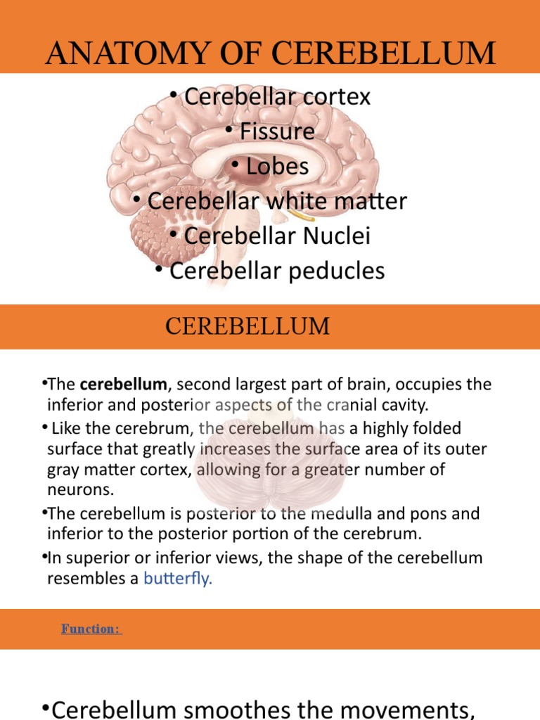Cerebellum and Brain Stem Anatomy Guide | PDF | Cerebellum | Brainstem