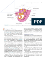 Development of Pancreas PDF