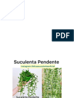 ID das Suculentas