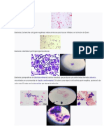 Microbiologia Gram Posis y Negas