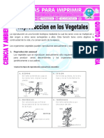 Ficha-Reproduccion-en-los-Vegetales-para-Quinto-de-Primaria.doc