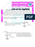 Ficha-Circulación-en-los-vegetales-para-Quinto-de-Primaria.doc