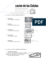 Ficha Clasificacion de Las Celulas para Quinto de Primaria