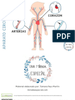 Sistemas y C393rganos Del Cuerpo Humano