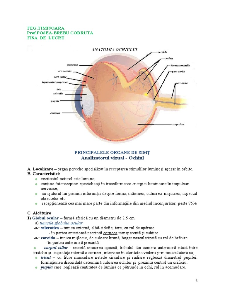 Fisa de Lucru Anatomie | PDF