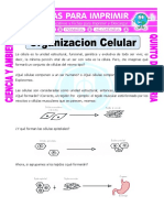 Ficha-Las-Organizacion-Celular-para-Quinto-de-Primaria (1).doc