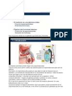 Biologia Del Desarrollo