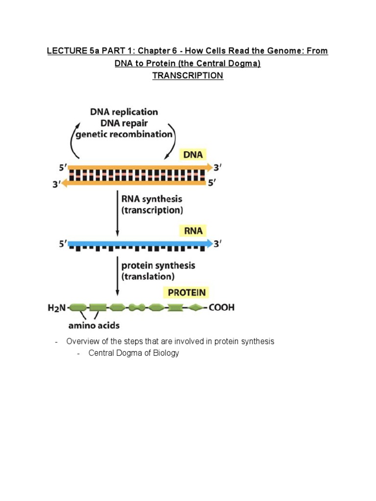 Transcription Notes Pdf Rna Messenger Rna