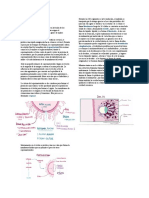 2.DESARROLLO FETAL.docx