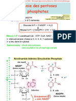 Biochimie microbienne_9-Voie-pentoses-phosphates.pdf