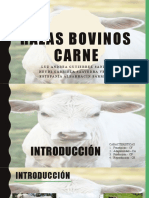 Bovinos de Carne