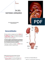 Histología del sistema urinario: Glomérulo y túbulos