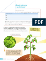 Partes de las plantas y sus funciones