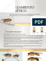 drosophila melanogaster ppt (1).pptx