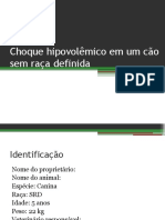 CChoque Hipovolêmico em Um Cão Sem Raça Definida