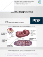 T 16 Cadena Respiratoria