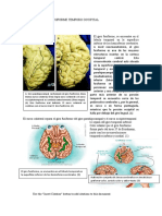 Neuroanatomia Clinica (6 Ed)