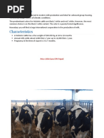 Holstein Cattle: Price 1950 Euro CFR Tripoli