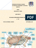 Región torácica: anatomía y limitaciones en