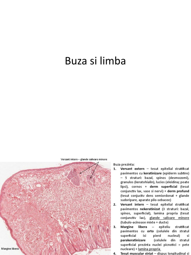 Limba | PDF