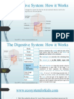 The Digestive System - How It Works