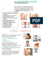 Cambios Anatomofisiologicos