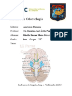 Anatomia Humana 12 PARES CRANEALES