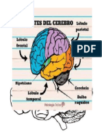 Cerebro y Sus Partes