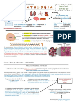 Fisiopatologia Covid