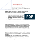 Aparato excretor: riñones, uréteres, vejiga y uretra