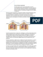 Músculos Que Intervienen en El Sistema Respiratorio