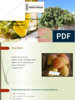 Análisis bromatológico de mango Edward