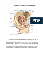 Female Reproductive Anatomy Guide