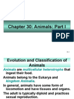 Animals: Evolution and Classification