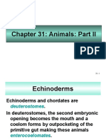 Animals: Echinoderms, Chordates, and Vertebrate Evolution