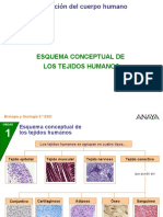 Esquema Conceptual de Los Tejidos Humanos: Biología y Geología 3.º ESO