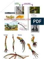 morfologia-animal-comparada2