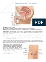 Los genitales masculinos y las hernias.pdf