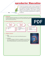 Funciones Aparato Masculino PDF