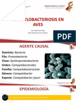 Campylobacteriosis en aves: agente causal, epidemiología y transmisión