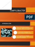 CAMPYLOBACTER